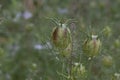 Love-in-a-mist Nigella damascena, close-up buds Royalty Free Stock Photo